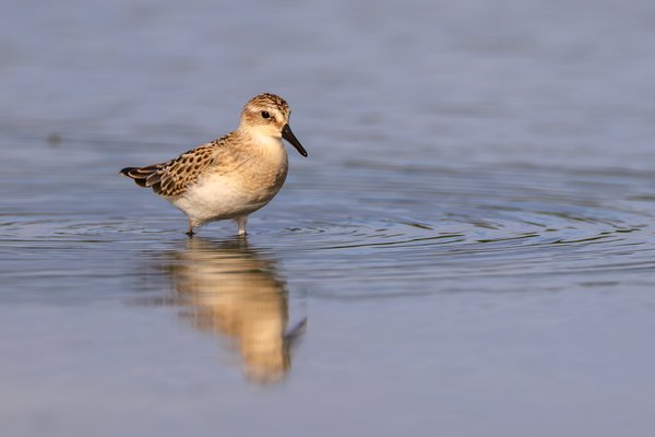 Least Sandpiper