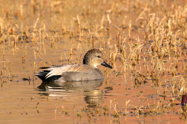 Gadwall