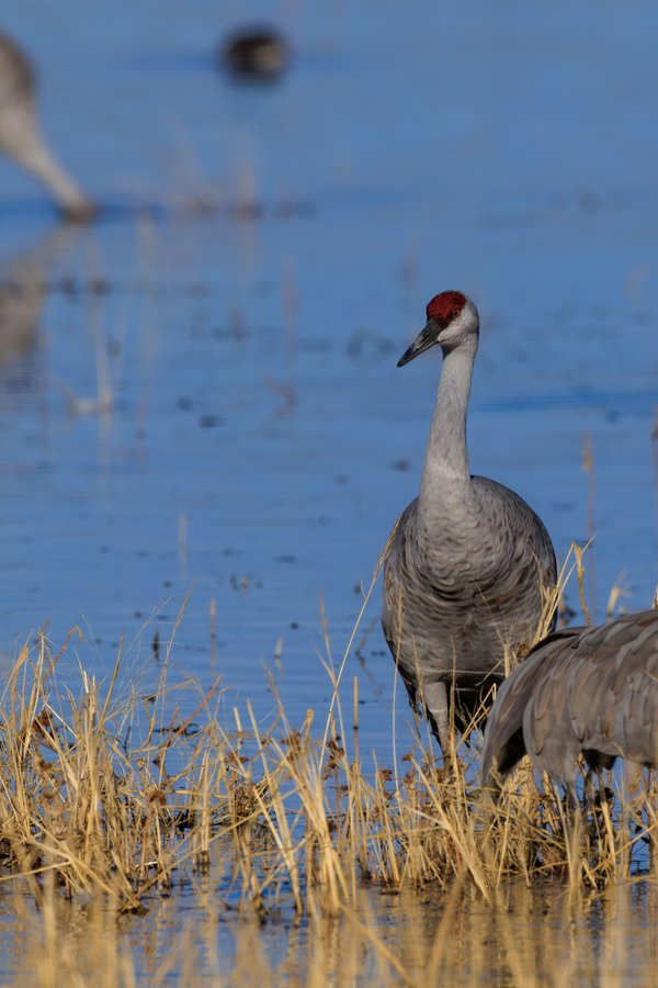 Sandhill Crane