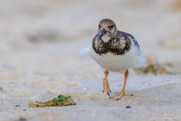 Ruddy Turnstone