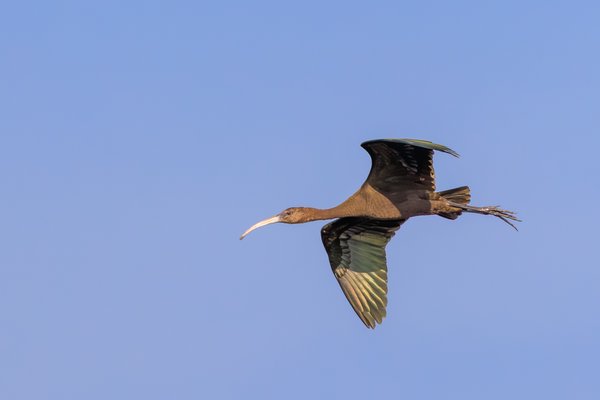 Glossy Ibis