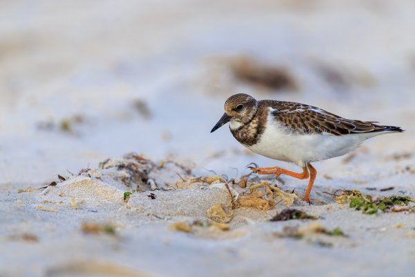 Ruddy Turnstone