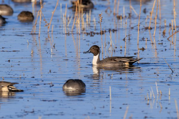 Northern Pintail