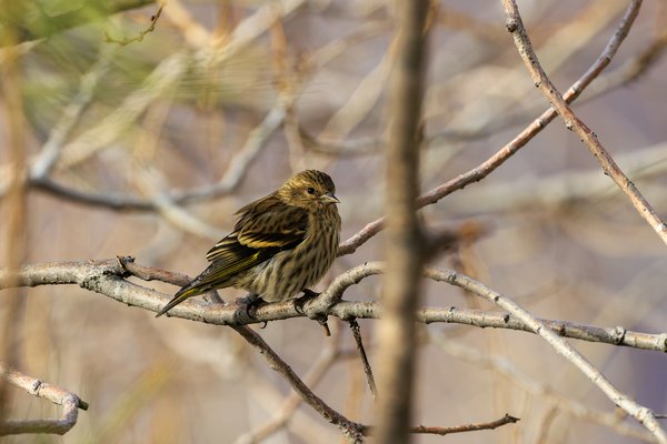 Pine Siskin