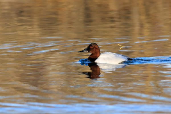 Canvasback
