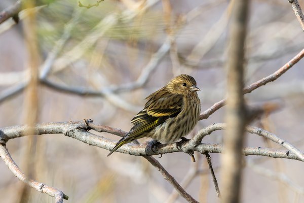 Pine Siskin