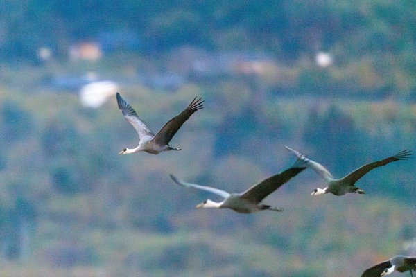 White-naped Crane