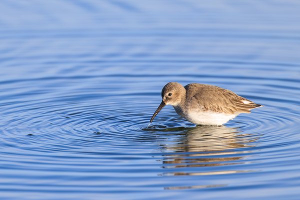 Dunlin