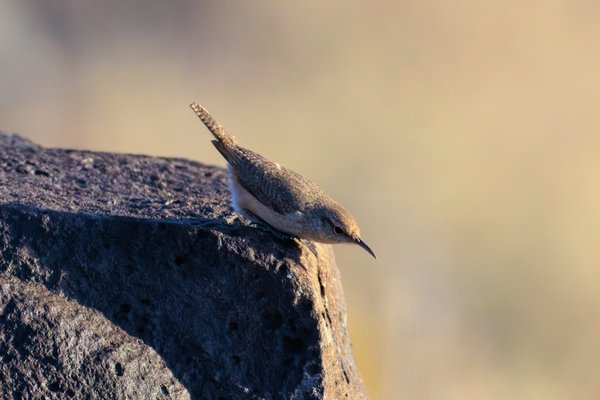 Rock Wren