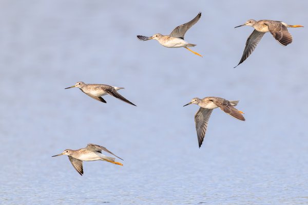 Greater Yellowlegs