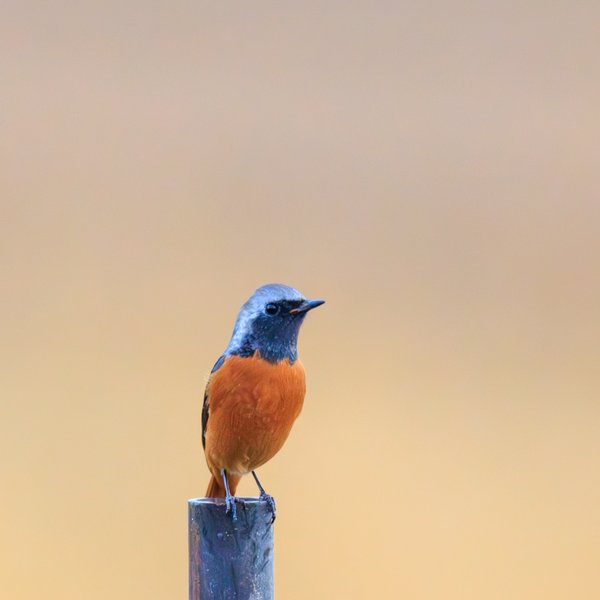 Daurian Redstart