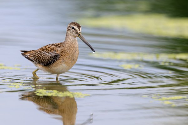 Short-billed Dowitcher