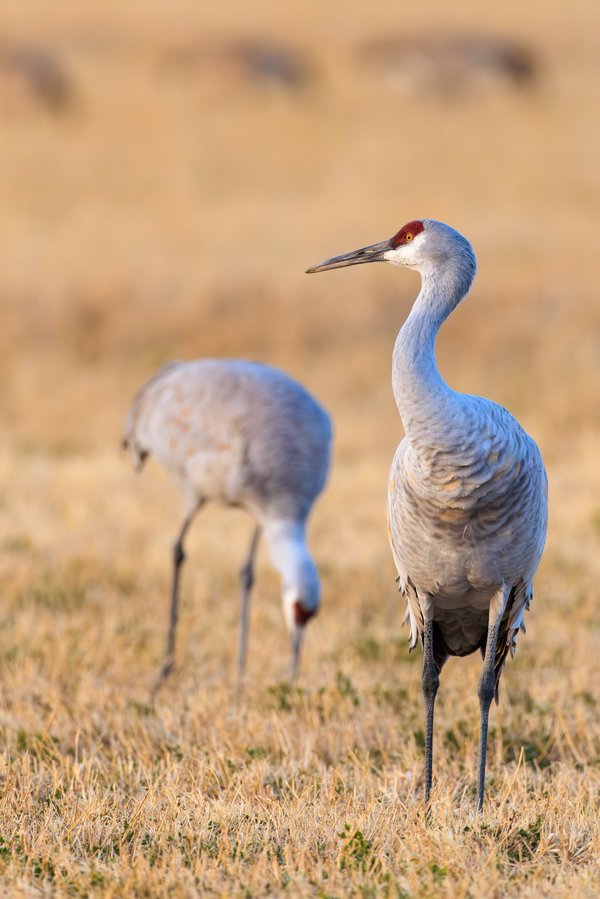 Sandhill Crane