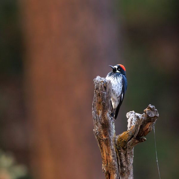 Acorn Woodpecker
