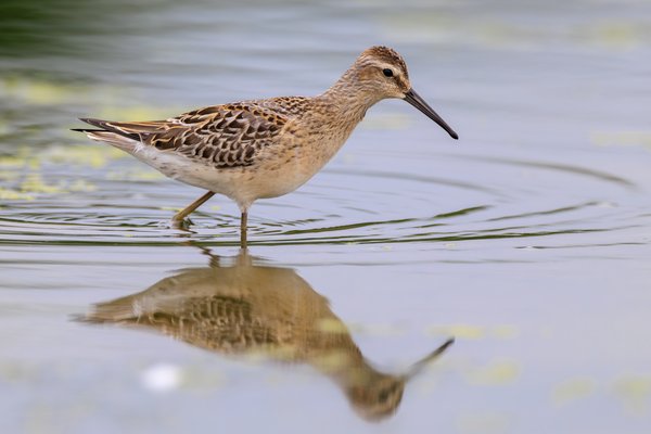 Pectoral Sandpiper