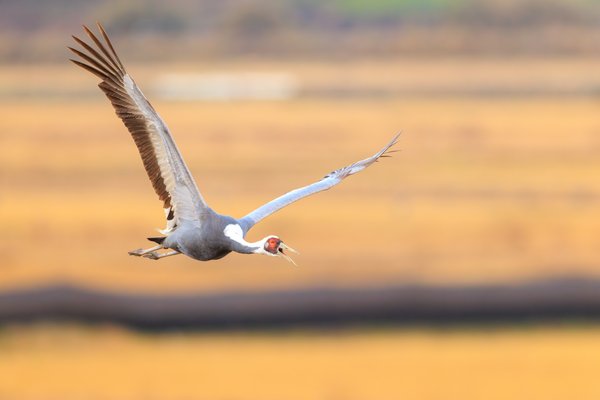 White-naped Crane