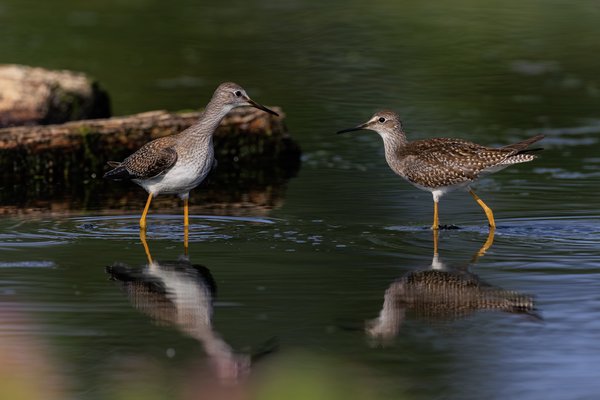 Lesser Yellowlegs