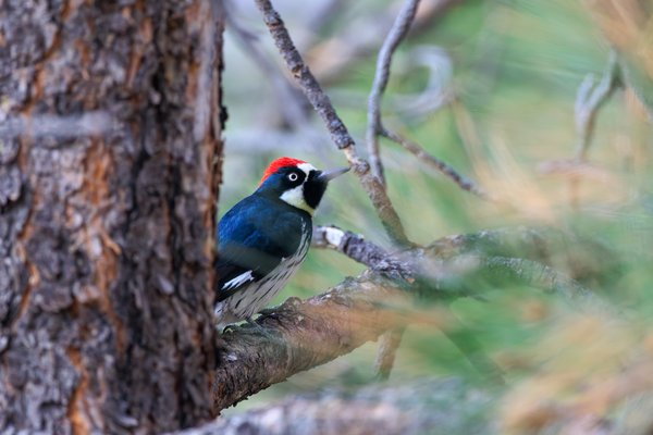 Acorn Woodpecker