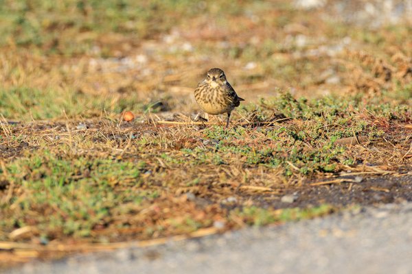 American Pipit