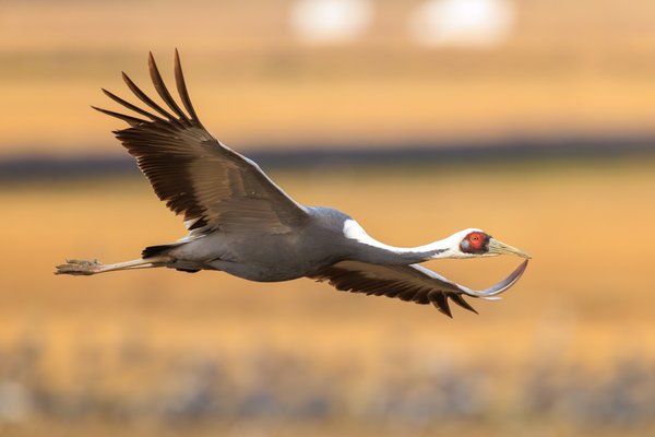 White-naped Crane