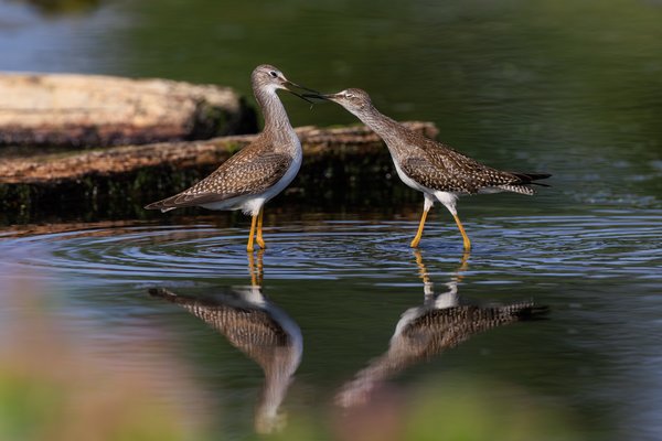 Lesser Yellowlegs