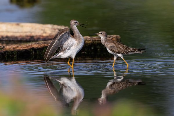 Lesser Yellowlegs