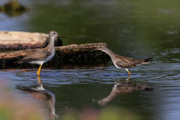 Lesser Yellowlegs