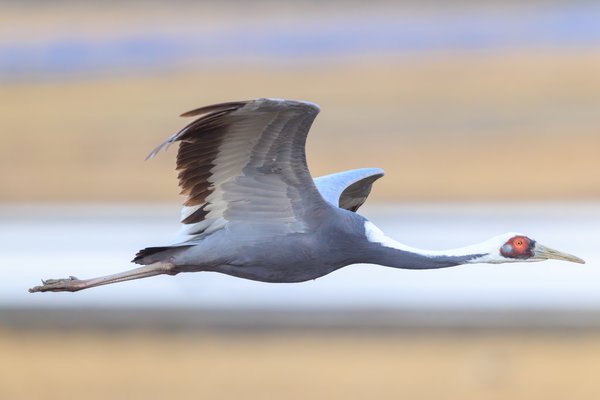 White-naped Crane