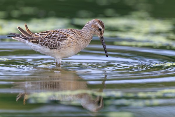Stilt Sandpiper