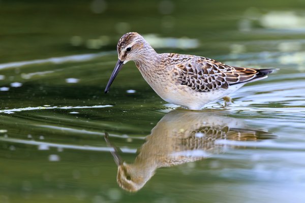 Stilt Sandpiper