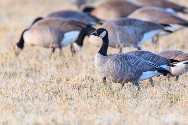 Ross's Goose