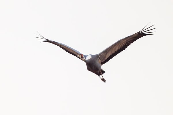 White-naped Crane