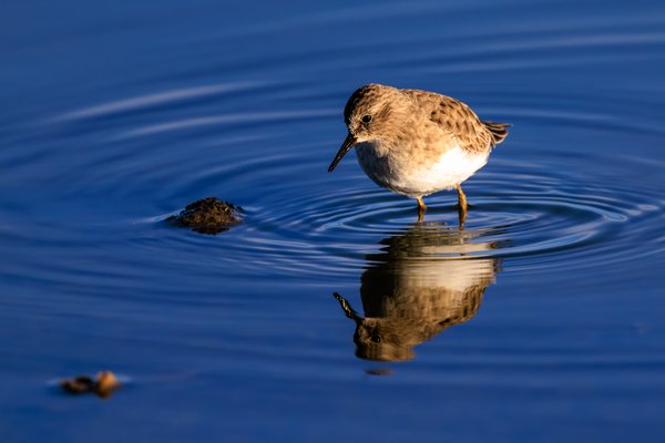 Least Sandpiper