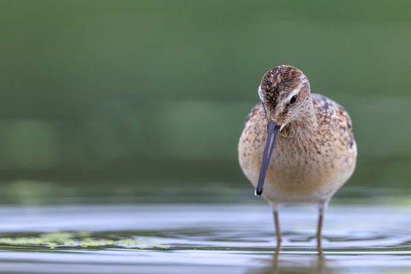 Stilt Sandpiper