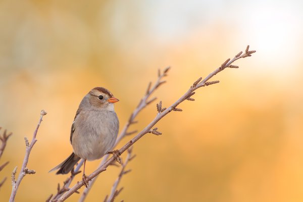 White-crowned Sparrow