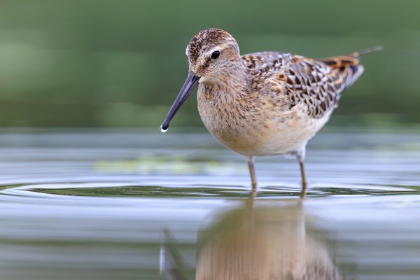 Red Knot