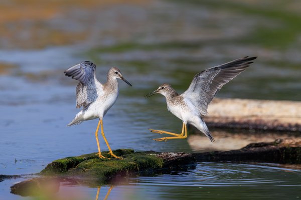 Lesser Yellowlegs