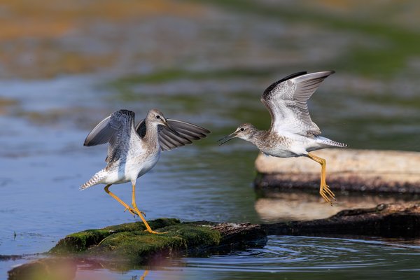 Lesser Yellowlegs