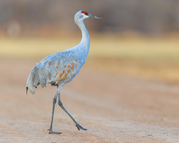 Sandhill Crane