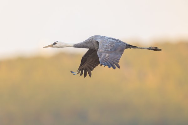 Hooded Crane