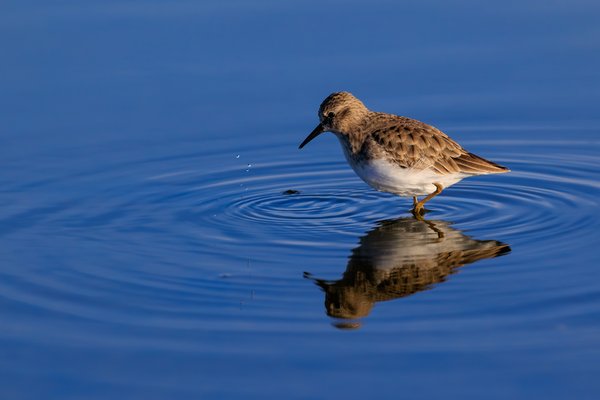 Least Sandpiper