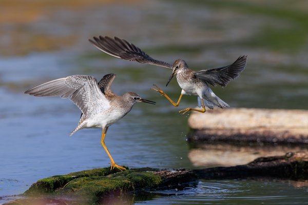 Lesser Yellowlegs