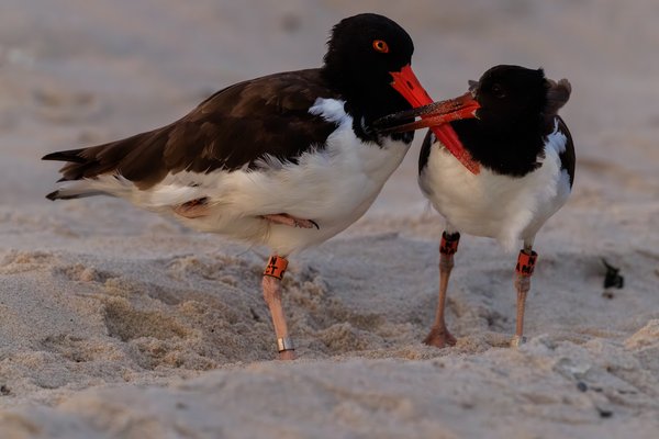American Oystercatcher