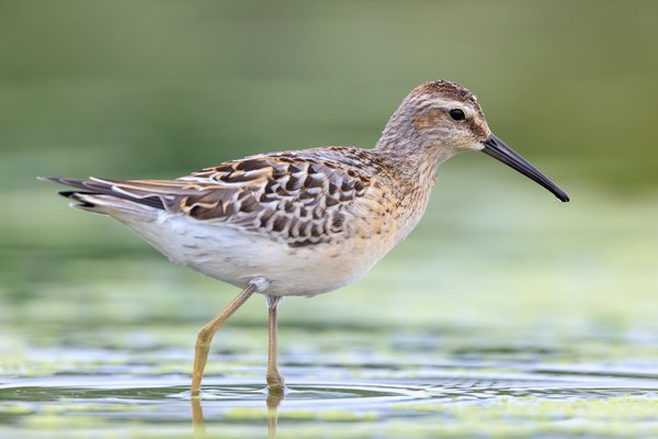 Stilt Sandpiper