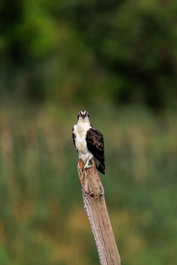 Osprey