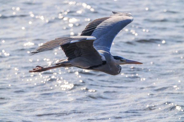 Gray Heron