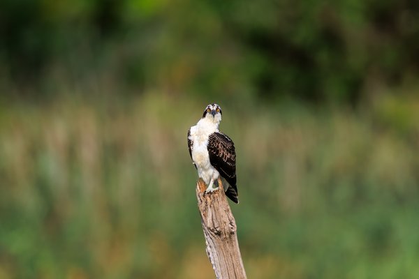 Osprey