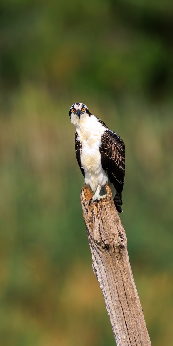 Osprey