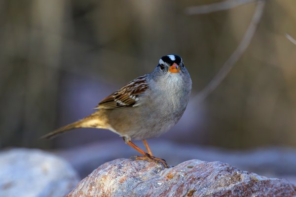 White-crowned Sparrow