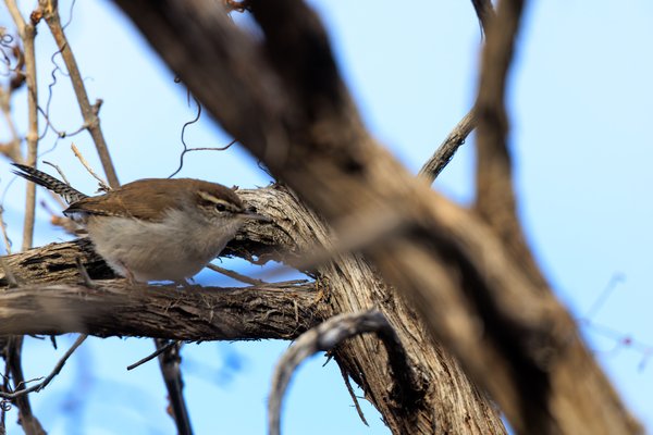 Bewick's Wren